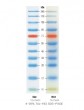 Xpert Prestained Protein Marker (10-240 Kda), 500 ul