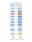 Xpert Prestained Protein Marker (10-240 Kda), Trial size, 50ul